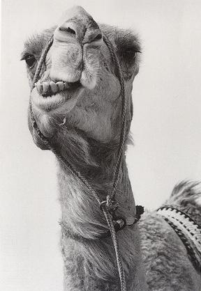 Wot, me?  Carry that?