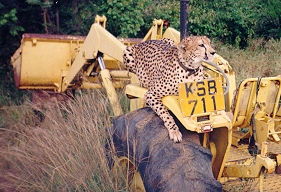 The Neighbour's pet cat