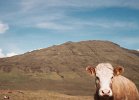 026_23_Locals